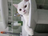 British longhair kedisi 6 aylık erkek