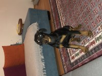 Kaçmaz dev Amerikan doberman yavrular
