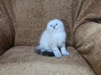 Scottish fold shorthair lynx point oğlumuz
