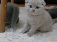 Fold yavrularım