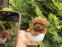 Orjinal Toy Poodle Yavrularımız 