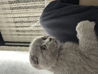 Safkan Scottish Fold 2,5 Aylık