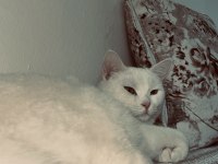 Ankara kedisi için ulaşın