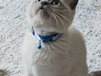 Blue point british short hair kedimize iyi sahipler araniyor