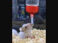 Hamster Denilince Akla Gelen Adres Baby Fish Aquarium