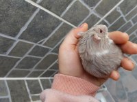 Gonzales Hamster Yavru