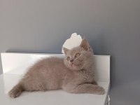 British shorthair lilac