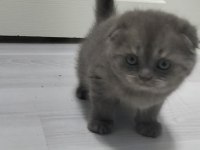 Yeni yuvası için hazır scottish fold