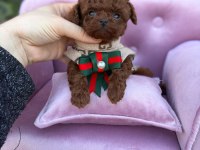 TEACUP KORE POODLE