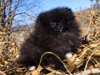 MİKRO TEACUP BOY DİŞİ POMERANİAN BOO