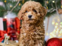 YENİ YILA YENİ BİR TOY POODLE DOSTLA BAŞLANGIÇ YAPIN