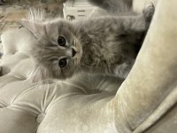 Sahiplendirme british shorthair