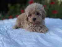 Kaliteli Maltipoo Yavrularımız 0 Boy