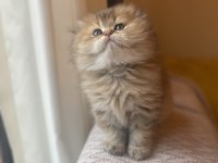 Anne baba şecereli ayı surat golden scottish fold