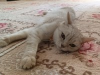British longhair silver dişi
