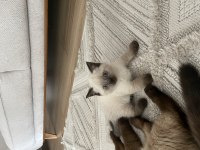 British Blue Point Erkek Yavru Kedimiz