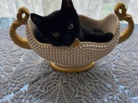 Siyah british shorthair