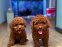 Mersinin en seçkin toy Poodle yavruları
