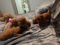 Toy poodle 50 günlük