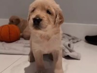 Golden retriever bebekler sağlık ve ırk garantili teslim