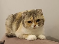 Yetişkin Scottish Fold Kız Kedimize Yuva Arıyoruz