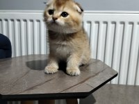 Silver shaded ve golden ny25 british shorthair yavrular