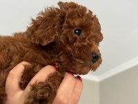 EVİMİZDEN TOY POODLE BEBEKLERİMİZ