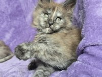 Maine Coon Dişi Smoke Tortie Renk