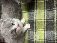 Scottish fold yavrularımız sahiplendirilecektir