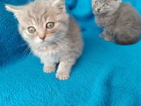 Erkek 2 aylık british shorthair