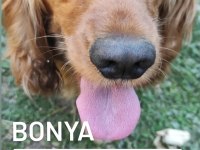 2 aylık american cocker erkek yavrusu