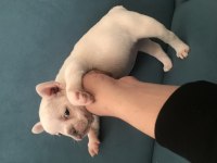 Podell_ankara sizin için seçtiği özel french bulldog