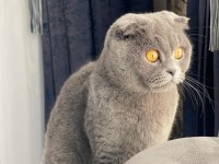 Scottish fold dişi 1,5 yaşında sağlıklı kedimiz