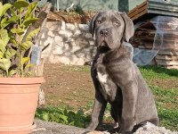 Cane corso blue yavrumuz erkek