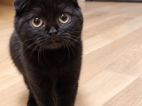 Black Scottish Fold Yavru
