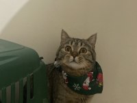 1,5 yaşındaki brtish kızıma yuva arıyorum