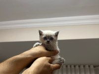 1 Mayıs doğumlu british shorthair bebekler
