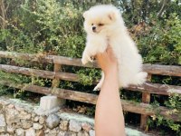 Teddy Pomeranian Boo yavrular hazır
