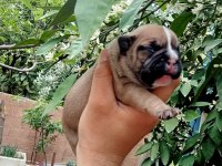 French bulldog yavrularımız