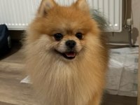 pomeranian boo 2 yaşında erkek eğitimi var