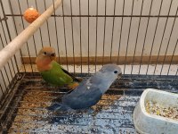 Bebek sevda papağanı yavruları