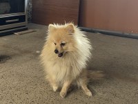 Pomeranian spitz 1.5 yaşında erkek