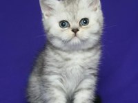 Safkan British Shorthair Silver Tabby Yavru