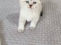 British Shorthair Yavrular Sahiplendirilecektir