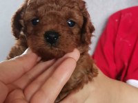 Toy poodle erkek yavrular