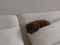  BİR BAKIŞTA ÂŞIK OLACAĞINIZ POODLE