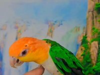 FULL EVCİL CAİQUE MASKOT