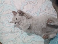 2 aylık dişi 3 tane british shorthair kedim