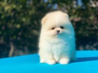 Pomeranian boo yavrular