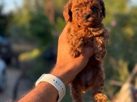 AŞILI ÇİŞ EĞİTİMLİ ORJİNAL TOY POODLE BEBEKLER